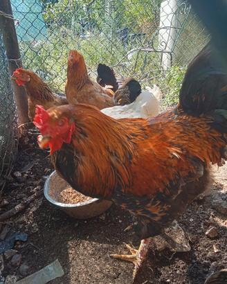 Gallo