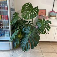 Monstera deliciosa pianta decorativa da interno