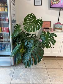 Monstera deliciosa pianta decorativa da interno