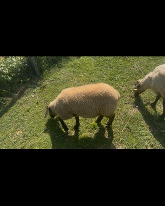 Agnelle incrocio Suffolk