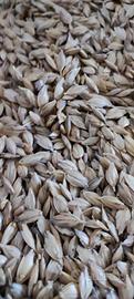 farro 