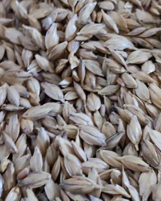 farro 