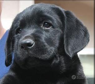 Cuccioli Black/nero labrador retriver