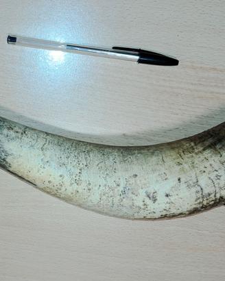 Custodia porta cote primi anni 1900.