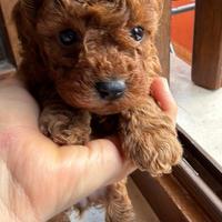 Piccolo toy con Pedegree Enci