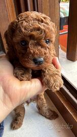 Piccolo toy con Pedegree Enci