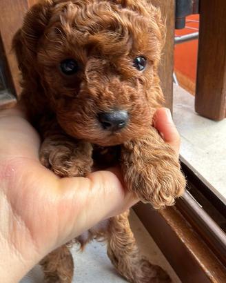 Piccolo toy con Pedegree Enci