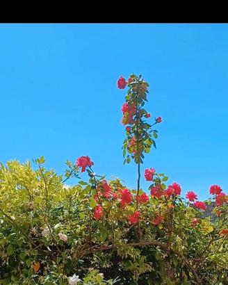 Piante di gelsomino 