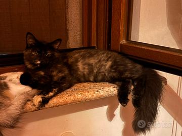 Cuccioli gatto siberiano