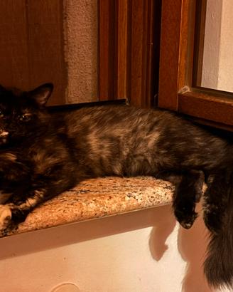 Cuccioli gatto siberiano