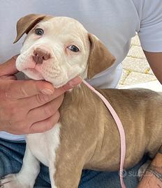 Cuccioli pitbull