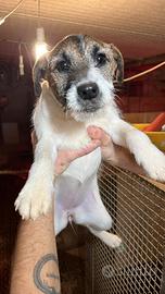 Cuccioloni di jack russell con pedigree