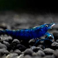 15 neocaridina davidi Blue diamond ss