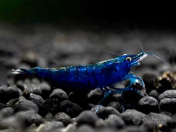 15 neocaridina davidi Blue diamond ss