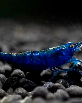15 neocaridina davidi Blue diamond ss
