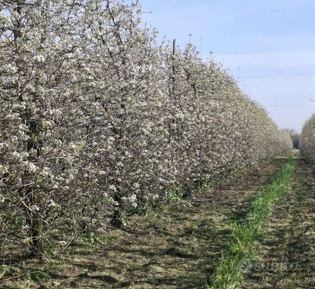 Appartamento – San Cesario sul Panaro, San Bernardino - Vista 5