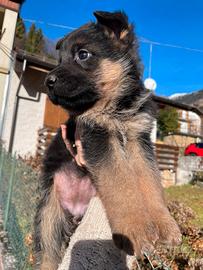 Bimba, pastore tedesco vivace e affettuoso