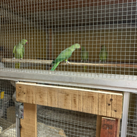 Parrocchetti dal collare