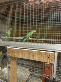 Parrocchetti dal collare