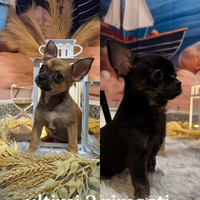 Chihuahua toy femmine cucciole