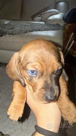 Maschietti bassotto arlecchino fulvo merle