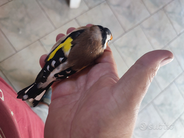 Coppie mezza taglia cardellini