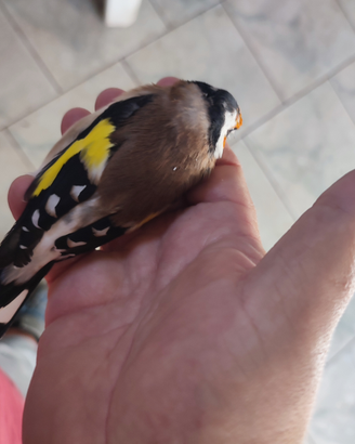 Coppie mezza taglia cardellini