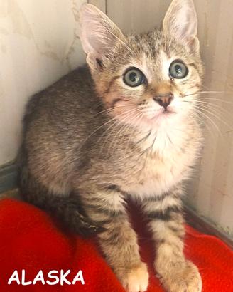 Alaska gattina di 3 mesi