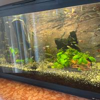 Acquario Cayman Ferplast + filtro esterno Askoll