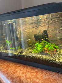 Acquario Cayman Ferplast + filtro esterno Askoll