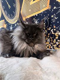 LEGGERE SOTTO Maine Coon Black Smoke linea rara