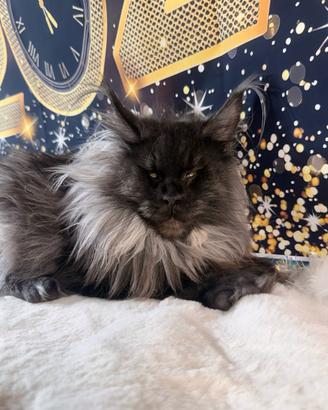 LEGGERE SOTTO Maine Coon Black Smoke linea rara