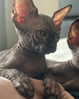 Sphynx