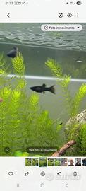 Pesci Black molly