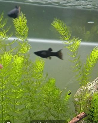 Pesci Black molly