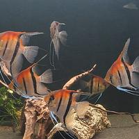 Pterophyllum scalari Manacapuru