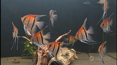 Pterophyllum scalari Manacapuru