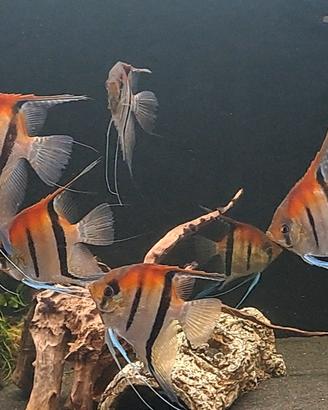 Pterophyllum scalari Manacapuru