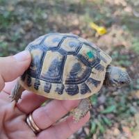 TARTARUGHE THB subadulte femmine
