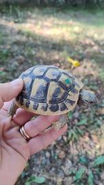 TARTARUGHE THB subadulte femmine