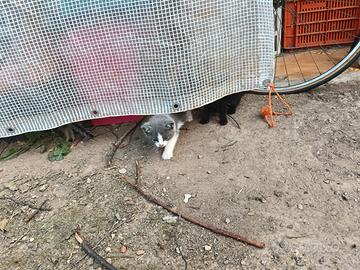 Gattini neri, bicolore e tigrati