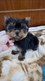 Yorkshire terrier pronto da allevamento amatoriale