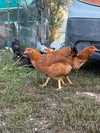 Galline nostrane allevate a terra
