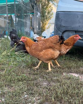 Galline nostrane allevate a terra