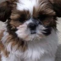 SHITZU cuccioli