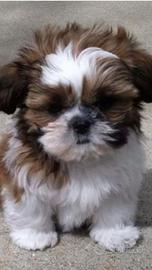 SHITZU cuccioli