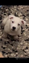 Cuccioli amstaff