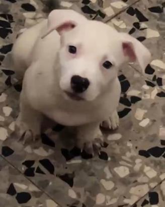 Cuccioli amstaff
