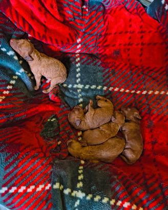 Cuccioli di barboncino