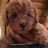 Barboncini Toy e Maltipoo All. Professionale